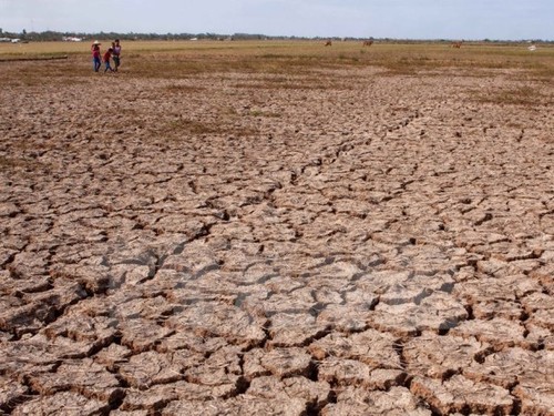 Aids help localities cope with drought and saline intrusion - ảnh 1
